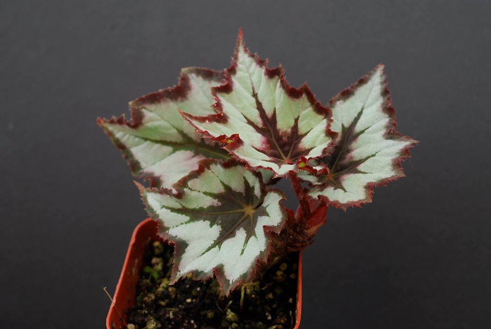 B. ‘Queen of Diamonds’